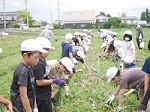 玉ねぎ収穫