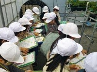 いちごの見学①