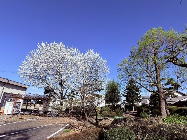 サクラとユリノキ