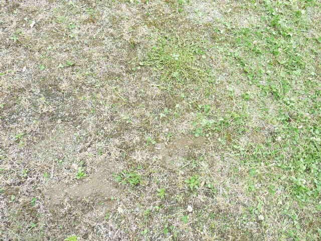 盛り上がった土①
